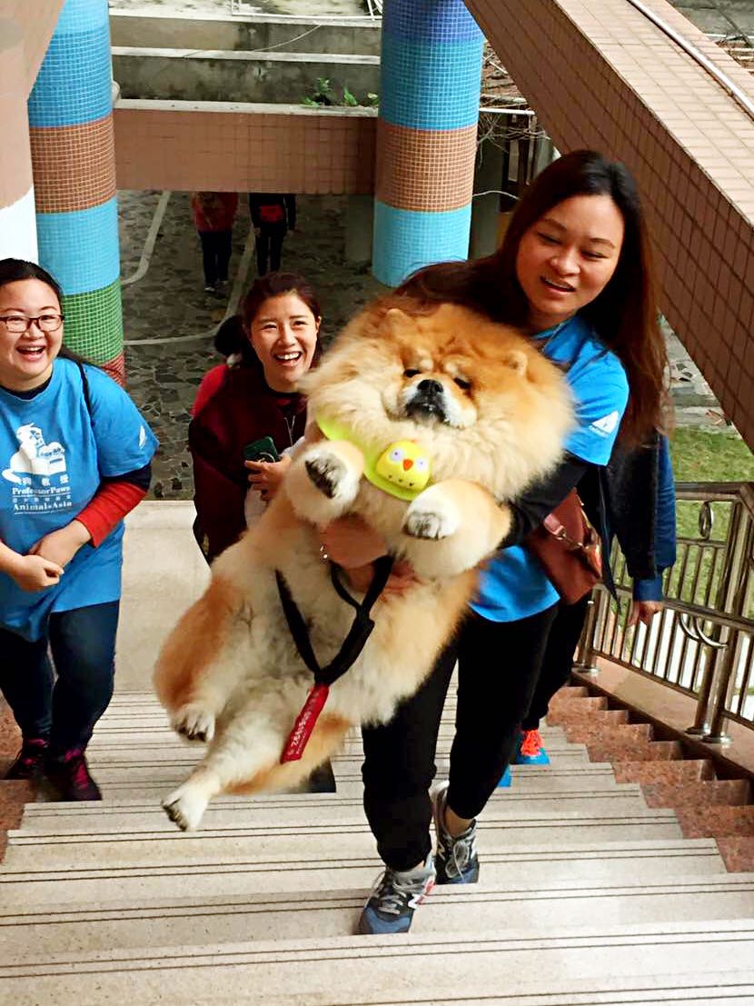 仰卧撑宠物达人专访：两代松狮“狗医生”的坚强铲屎官Erika