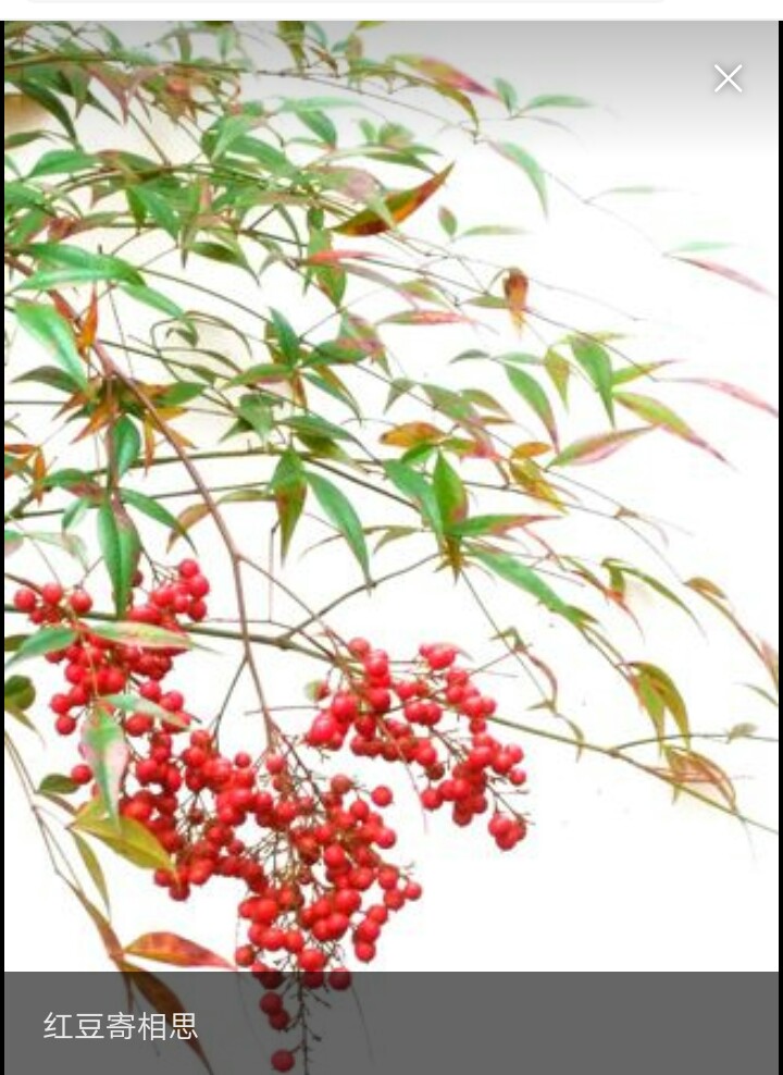 一颗红豆寄相思的句子,一颗红豆寄相思说唱