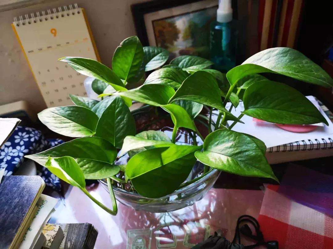 水培绿萝黄叶烂根的解决方法,水培绿萝烂根黄叶家庭小妙招