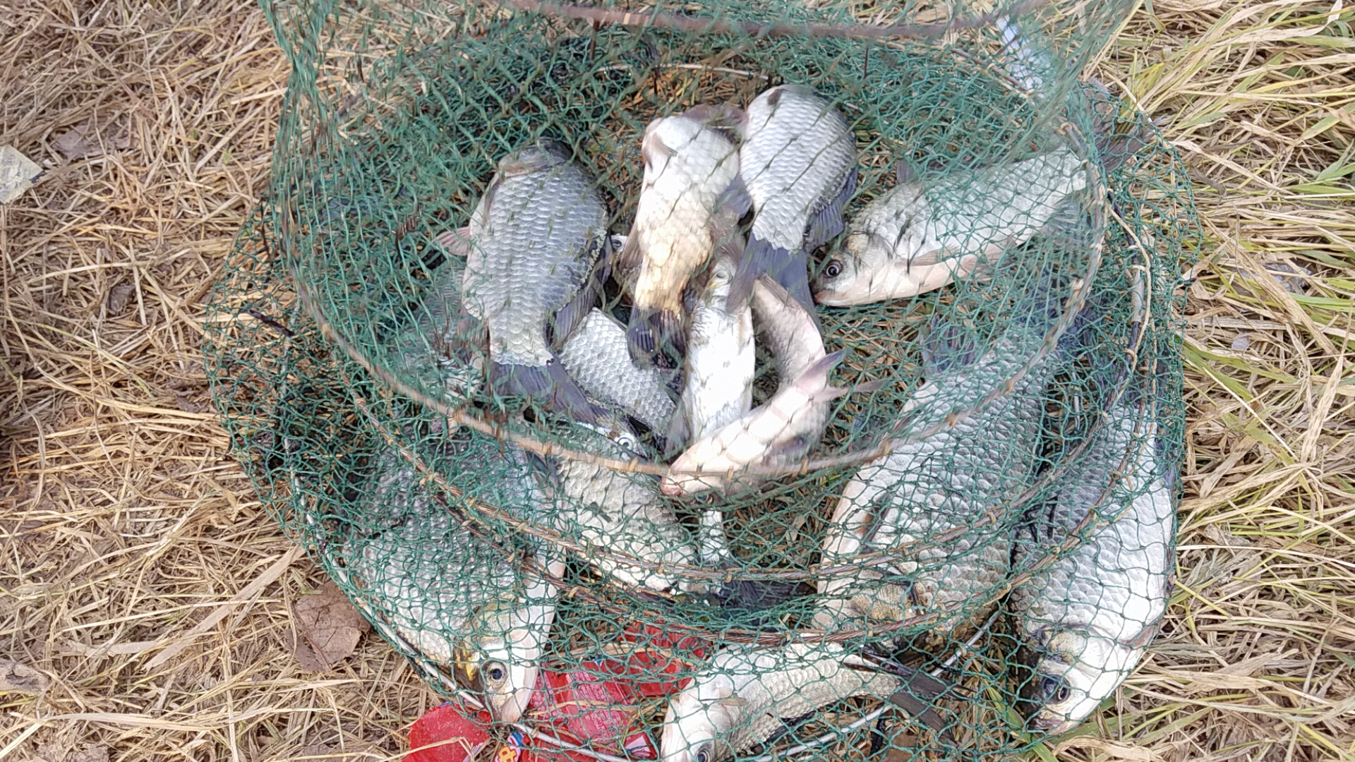 中鱼老是脱钩什么原因,鱼上钩了怎么老是脱钩