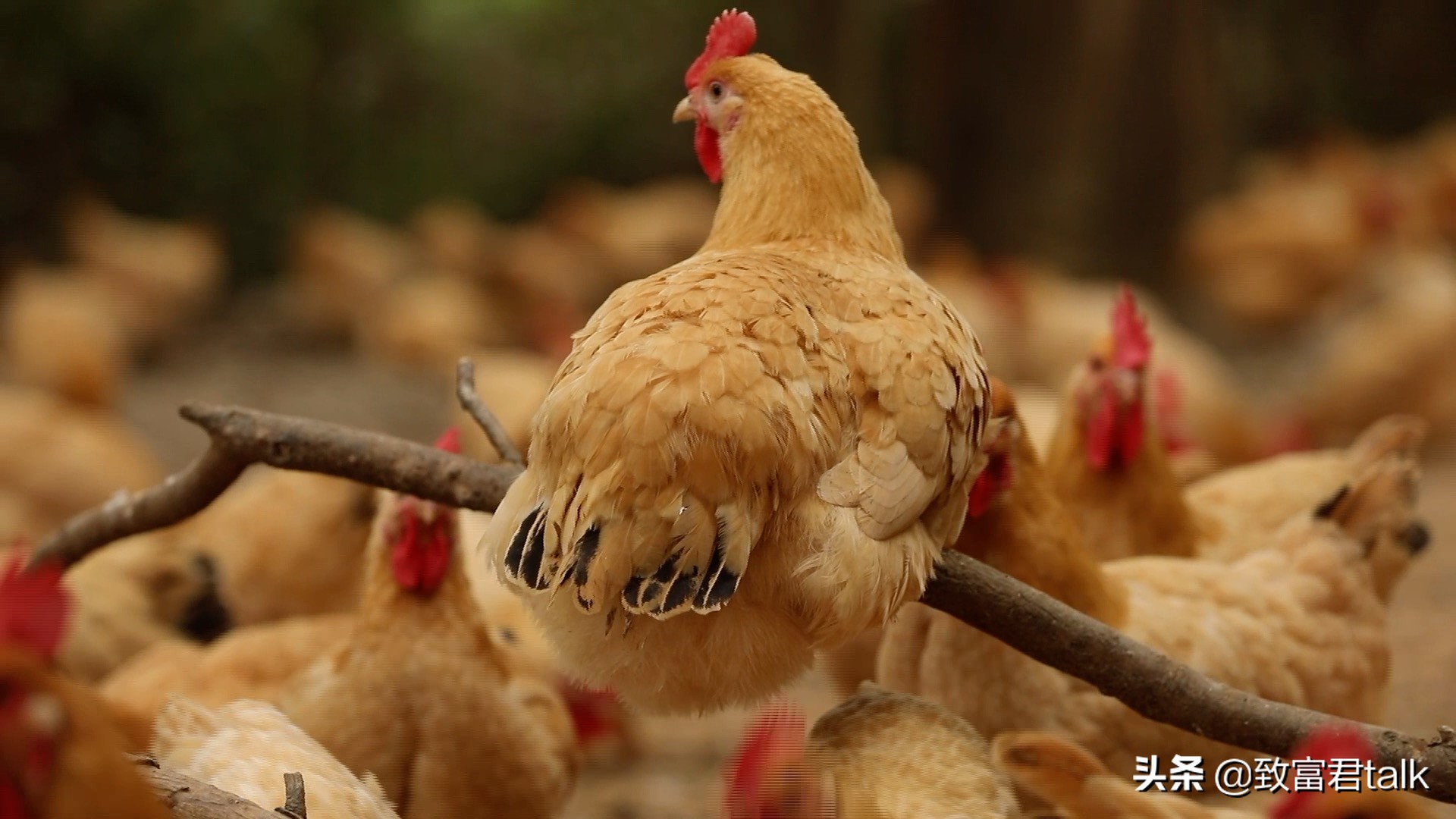 哈尔滨美食小店被南方人攻占,哈尔滨被南方人攻占的美食