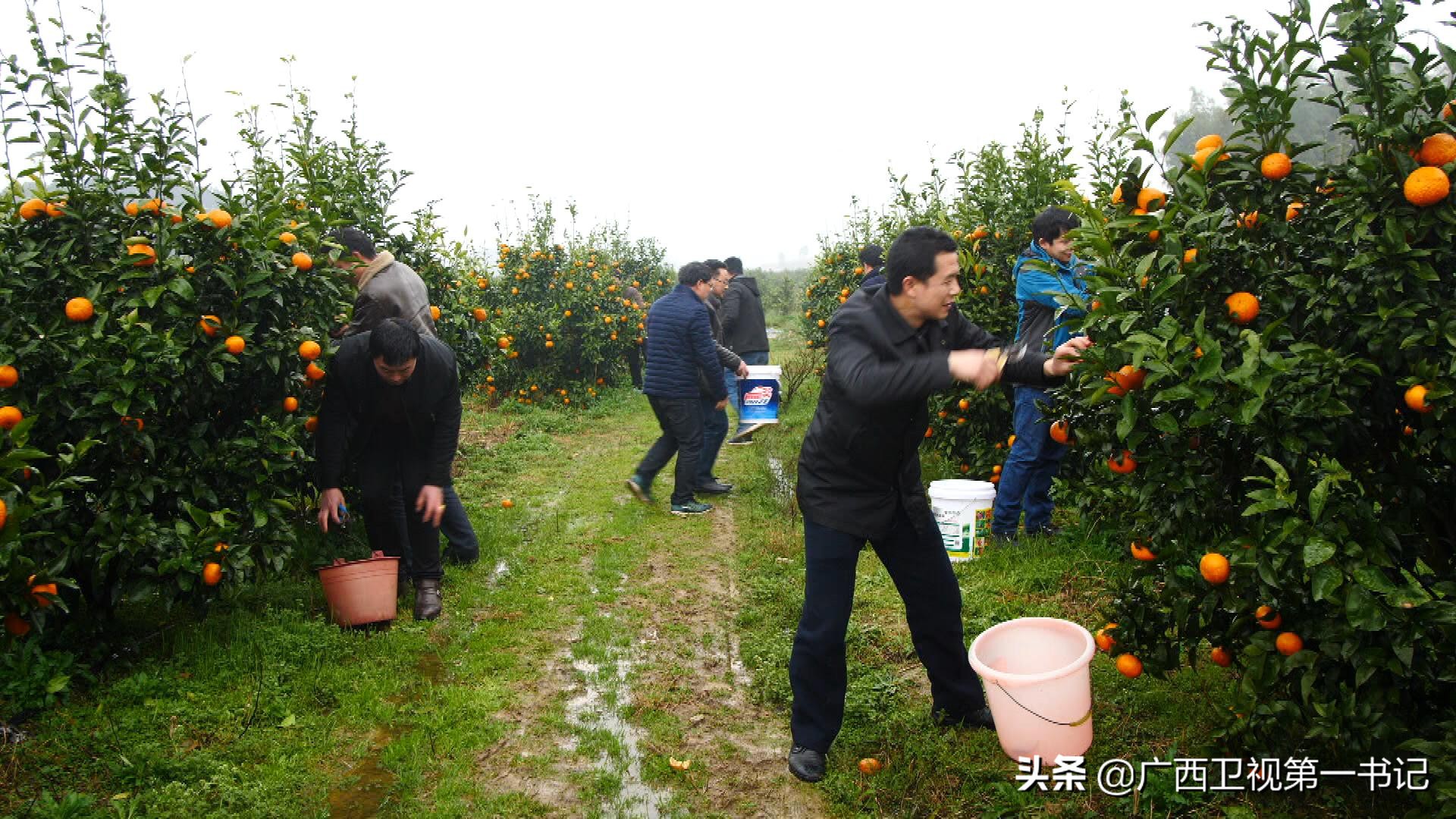 灵渠边的村庄为何饮水难？兴安柑桔怎样卖到了俄罗斯……