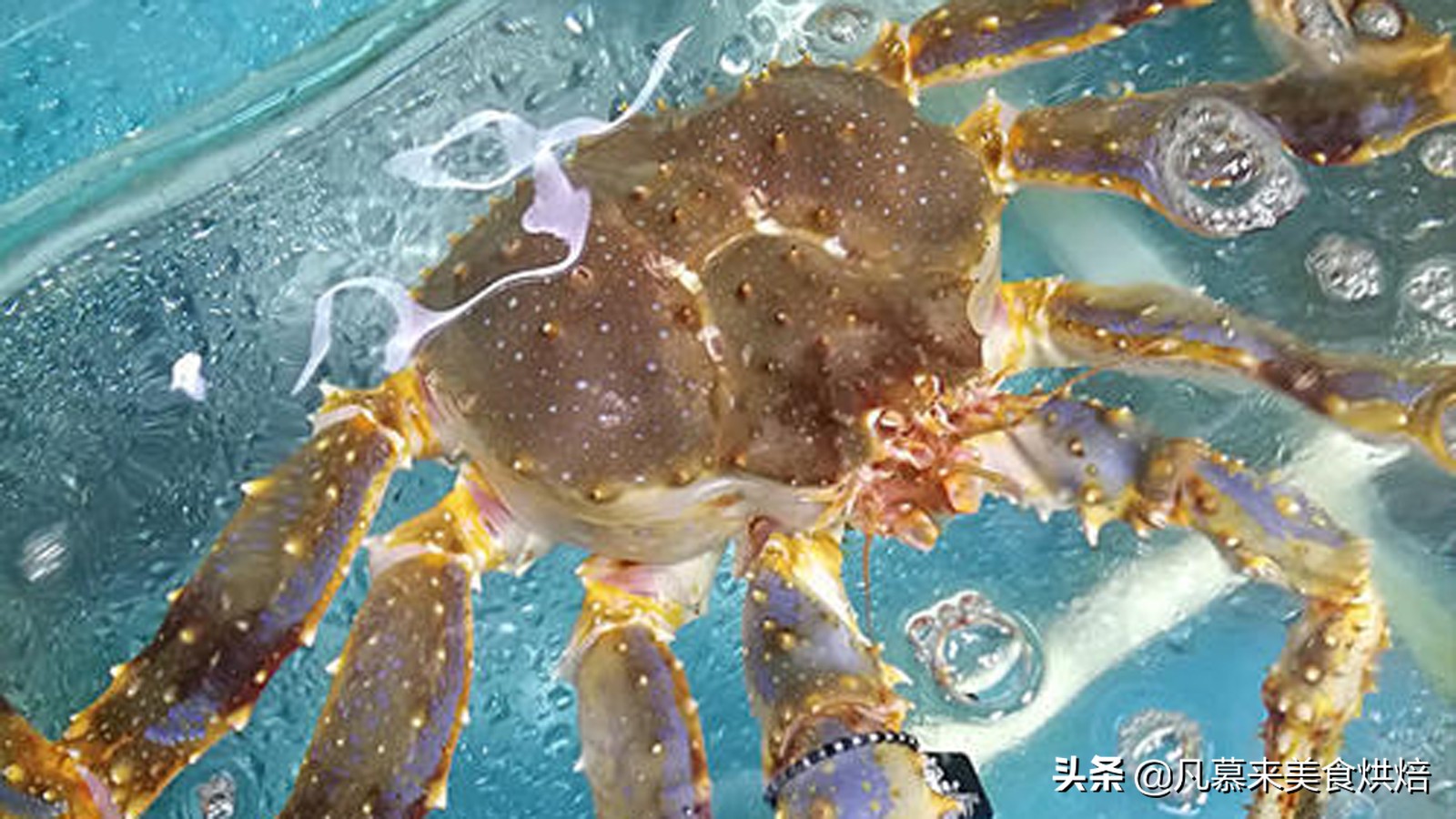 帝王蟹怎么处理？如何选购帝王蟹？哪种好吃？帝王蟹的五种吃法