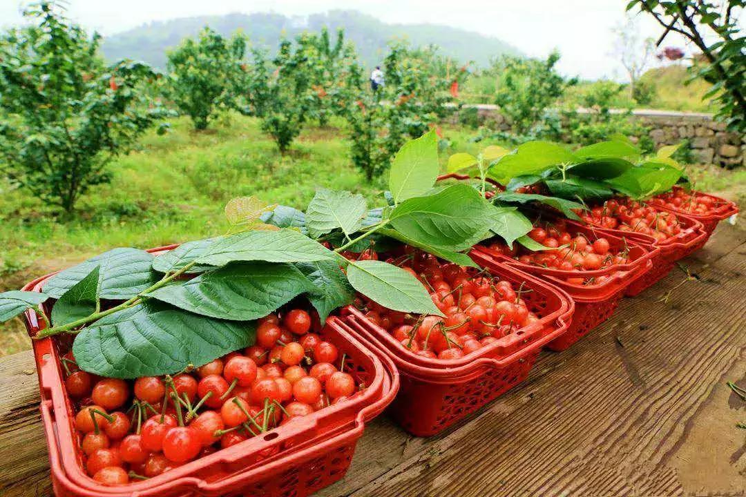宁波横溪樱桃采摘,宁波周边樱桃采摘