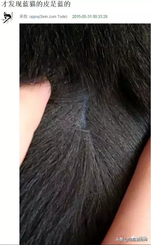 来看看英短蓝猫到底多可爱,英短蓝猫怎么才是正统