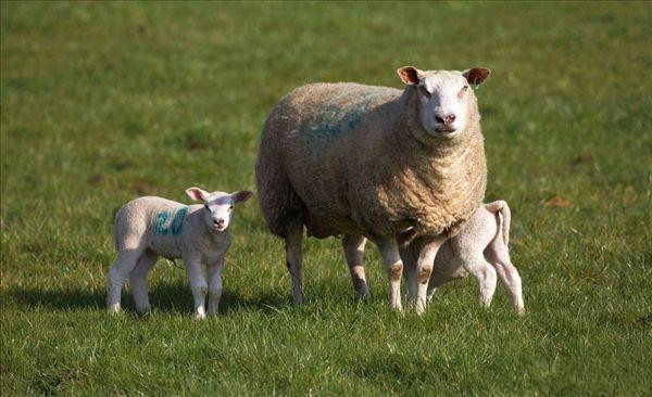 母羊乳房长有脓包羊仔能吃奶吗,大母羊乳房长脓包小羊还能吃奶吗