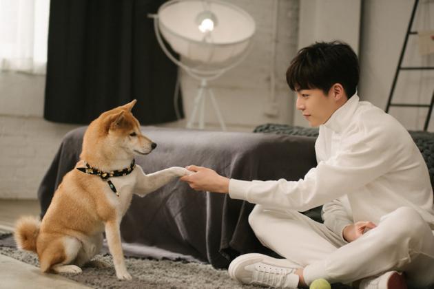 新手养狗怎样训练狗狗上厕所,幼犬如何训练狗狗定点大小便