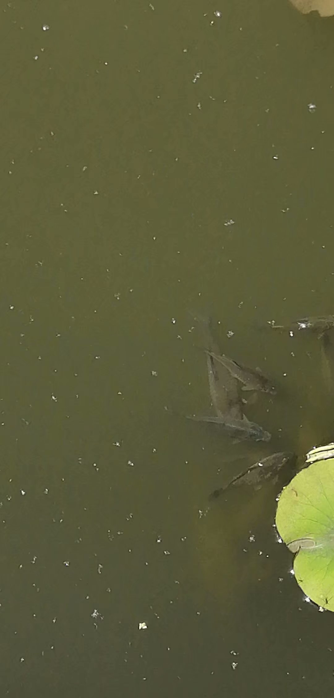 鲤鲫混养塘用什么饵料钓最好,小奶鲫特别多怎么钓