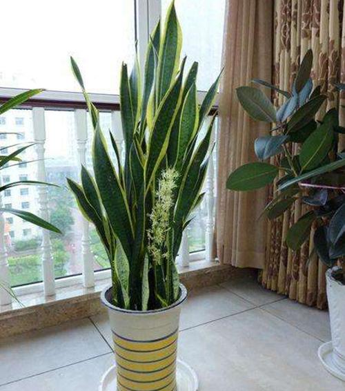 卧室内养花放哪些植物,什么花最适合放在卧室里养殖