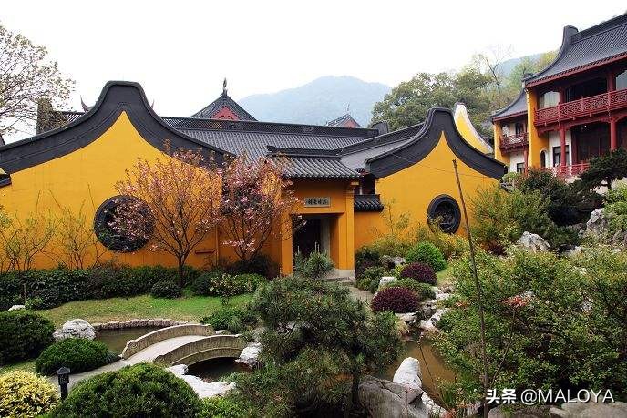 杭州灵隐寺1700年菩提树开花,杭州灵隐寺旅游全攻略