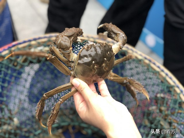 阳澄湖大闸蟹开捕的蟹王,阳澄湖大闸蟹试捕惊现八两多蟹皇