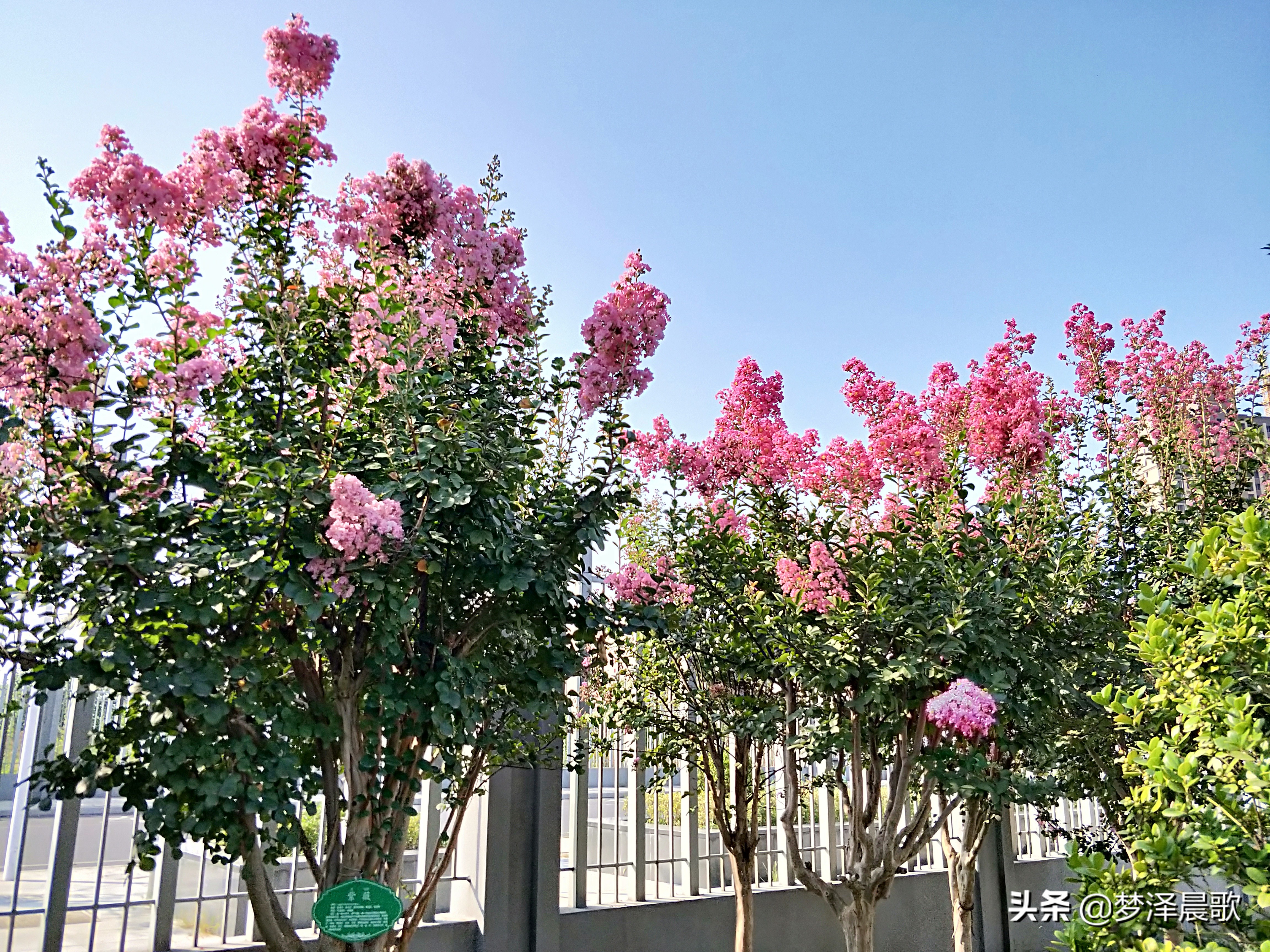 弘扬传统文化打造书香校园图片,传承红色基因创建绿美校园