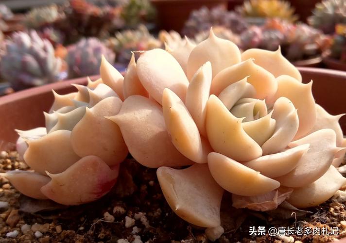 露娜莲多肉怎么出颜色,多肉露娜莲的养护方法