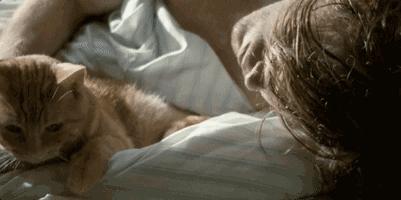 为什么流浪猫鲍勃去世了,流浪猫鲍勃治愈了多少人