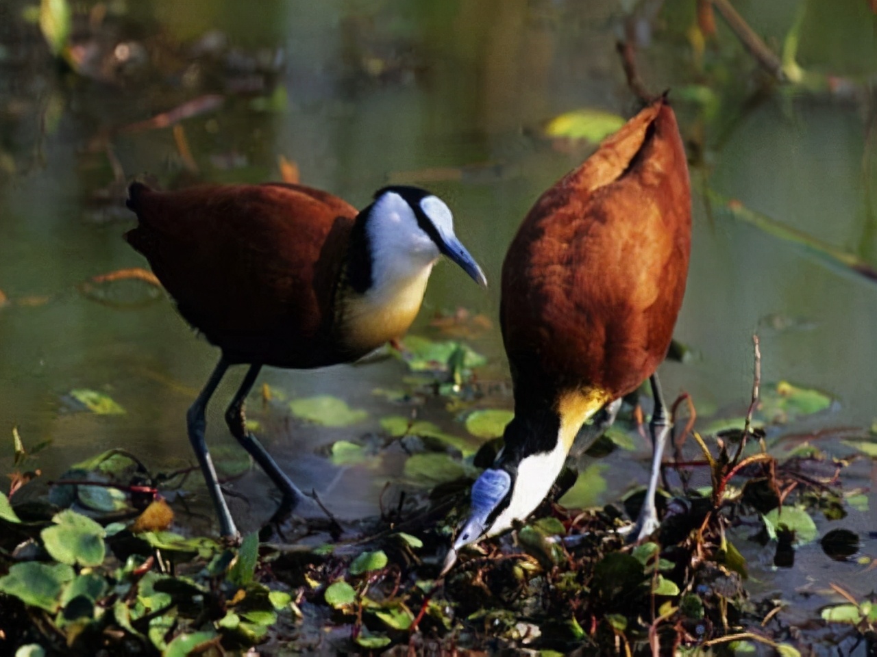 100个搞笑冷知识动物,奇葩动物冷知识你都知道哪几个