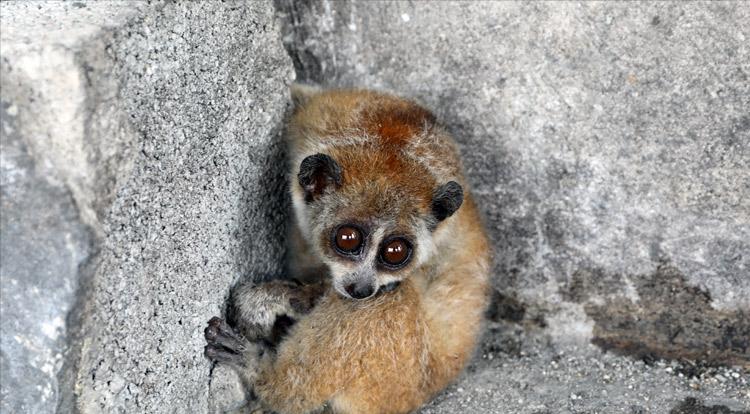 云南德宏一级保护动物蜂猴,云南德宏蜂猴视频