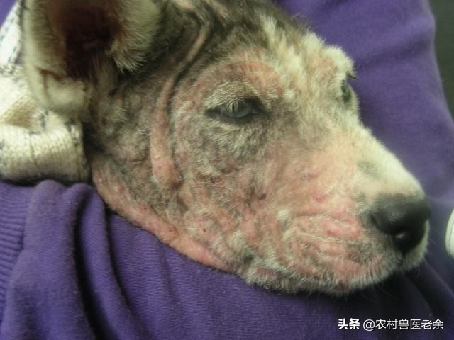 宠物猫狗皮肤病瘙痒寝食难安，主人难受着急，诊断准确才是关键！