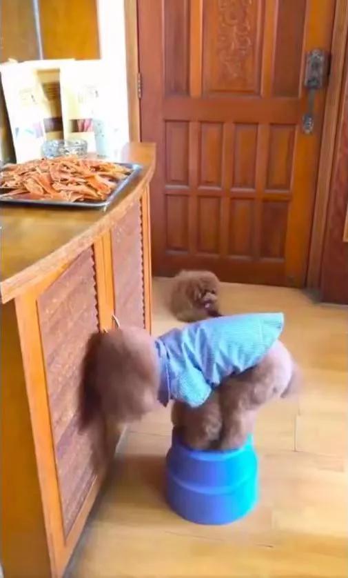 吉娃娃被气坏的视频,吉娃娃被气坏视频