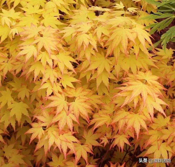 中式庭院藤类植物,枫树和紫藤