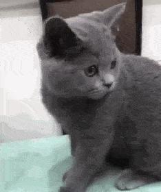 猫：这辈子亲过最狠的嘴…都看见嗓子眼儿了