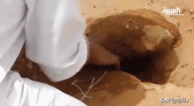 沙特的十大美食,重口不辣的美食