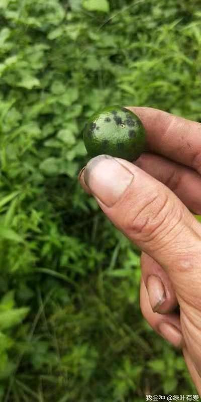 柑橘煤烟病怎么防治,柑橘煤烟病怎么治