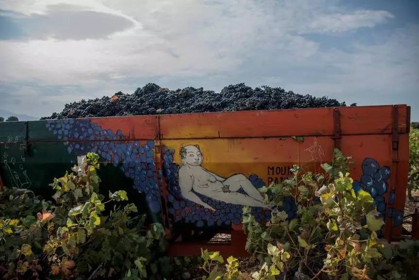 品乐Pinor：在法国葡萄园上班，就像在东北掰玉米……