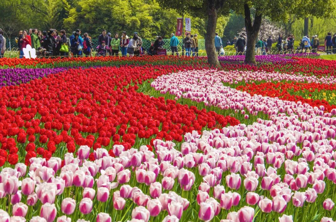 万株郁金香春天,一百万株郁金香