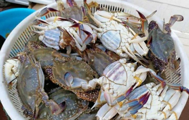 阳澄湖大闸蟹蟹卡还有最后几份,阳澄湖大闸蟹蟹卡模式