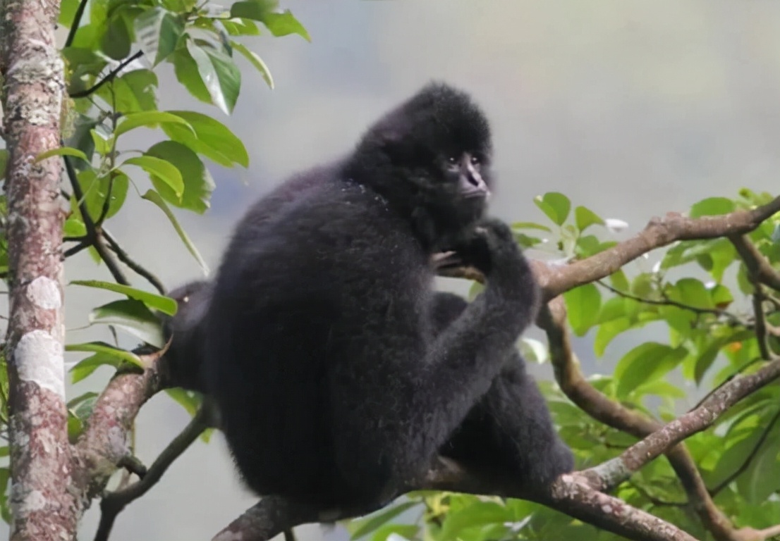 长臂猿真的会吃肉吗,巨猿捕食猴子