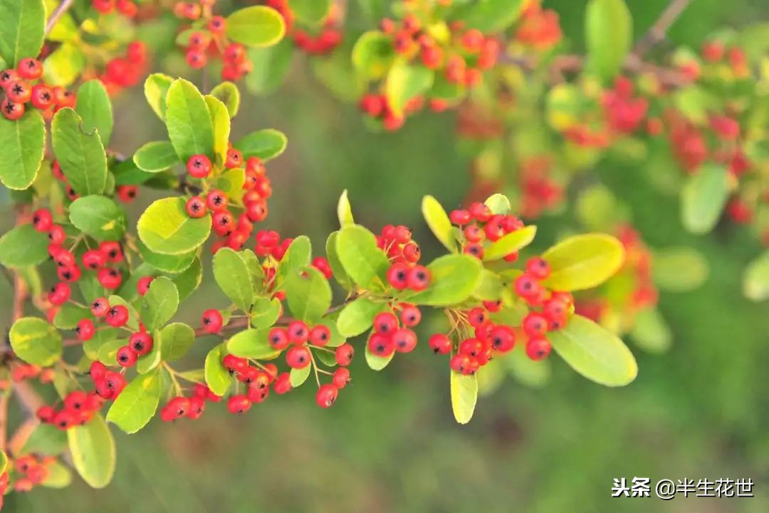 观果盆景冬季管理,热带盆栽观果植物有哪些