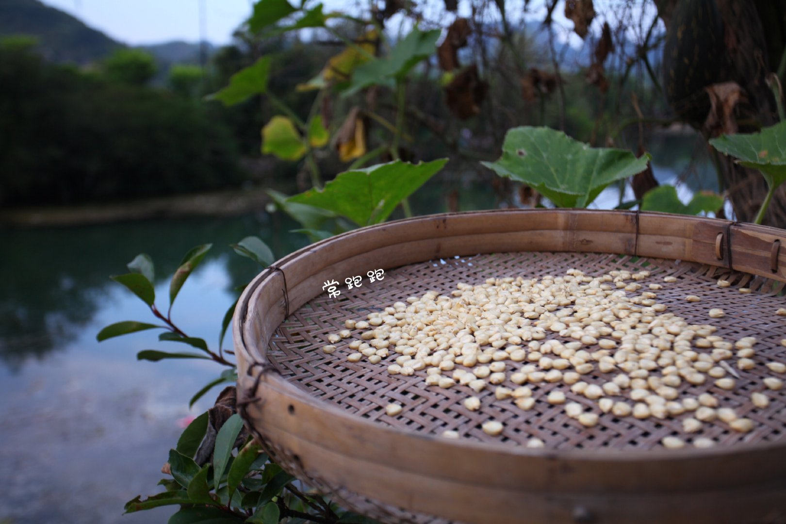 黄果树瀑布桃花源,贵州安顺黄果树瀑布特色