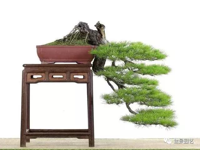 盆景基础入门教学视频,临崖式盆景怎么造型