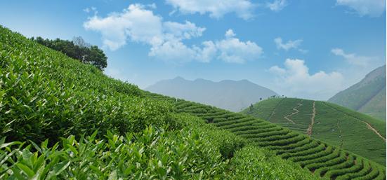 中国五大茶旅胜地,中国十大茶旅城市有哪些