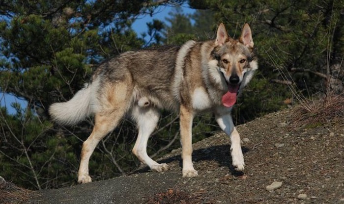 最好的捷克狼犬,网上最便宜的捷克狼犬大揭秘