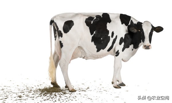 奶牛养殖关键控制点有哪些,奶牛的饲养方法和注意事项