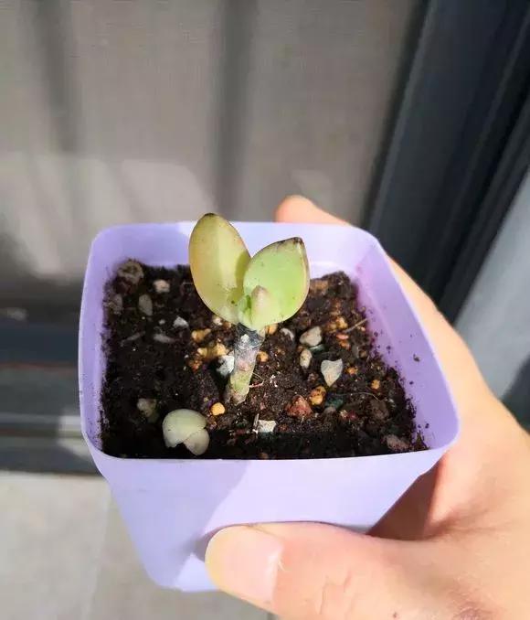 多肉根腐黑没有多菌灵怎么救,养多肉很容易死