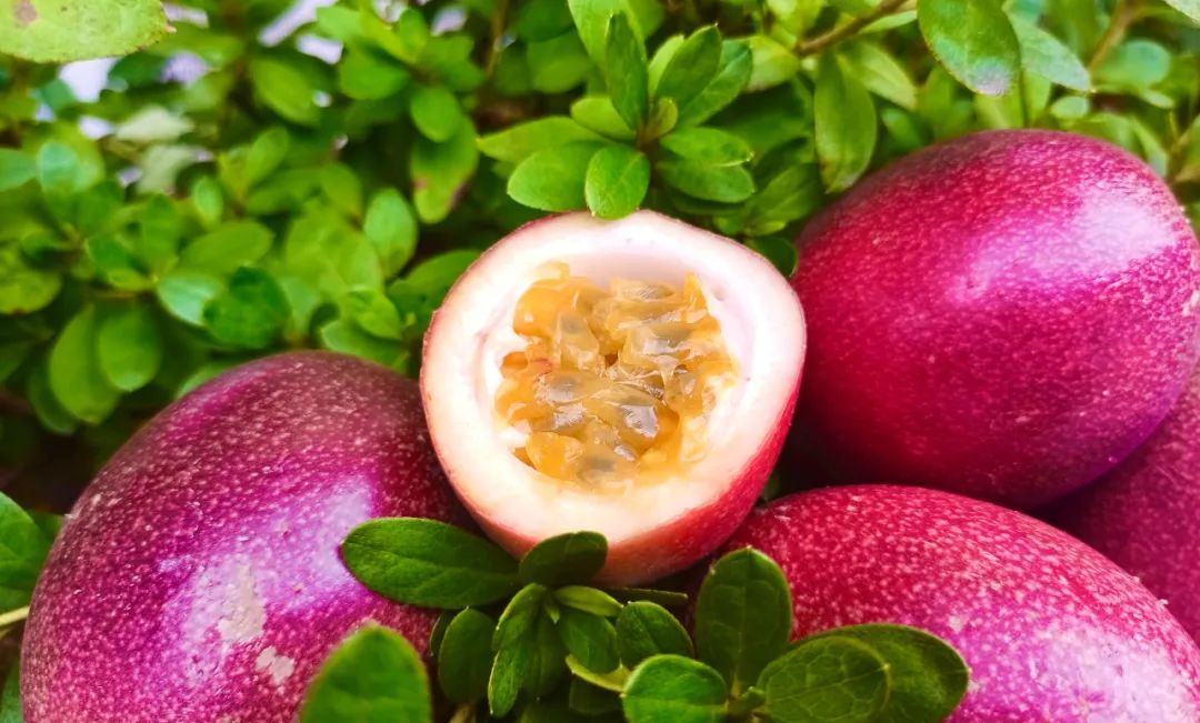 最适合庭院栽种的果树,适宜庭院种植的观赏果树