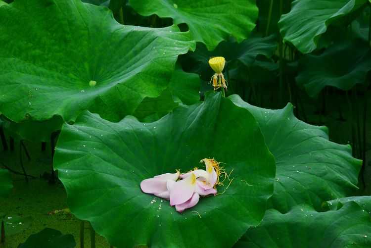 涔愯嚦鑽疯姳鎽勫奖浣滃搧娆ｈ祻,涔愯嚦鍗拌薄鎽勫奖