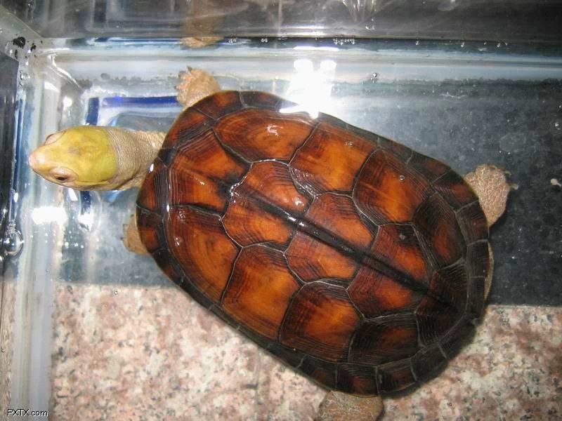 龟心依旧,黄喉拟水龟怎么养更好看