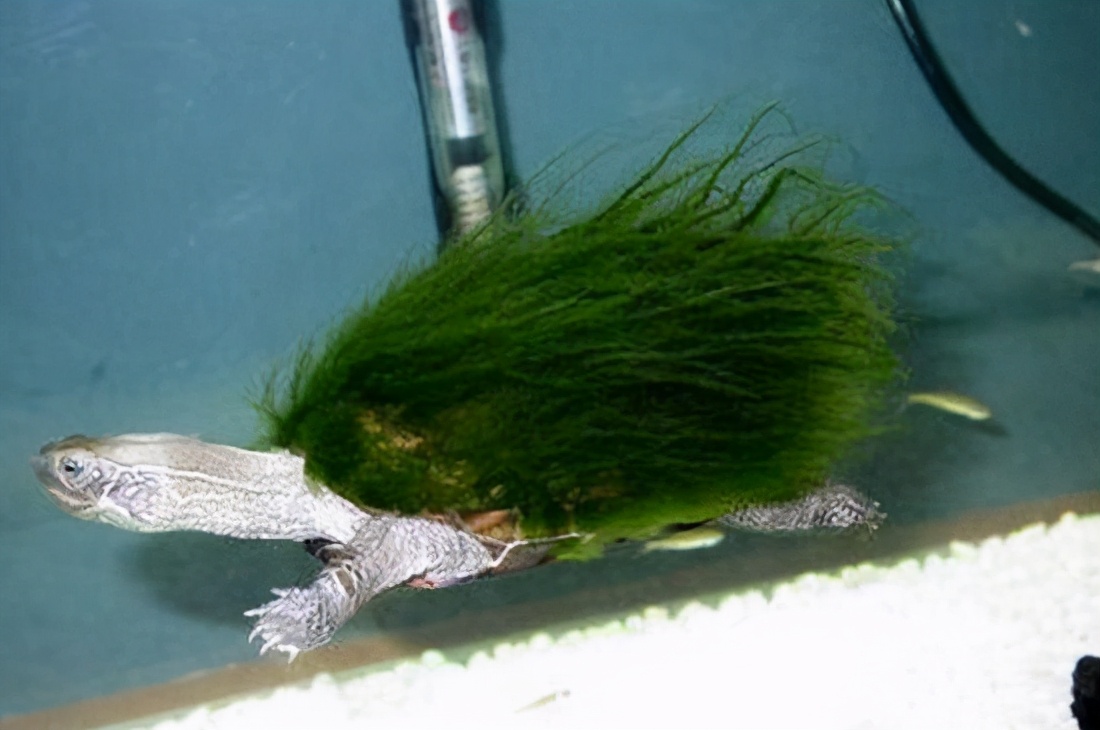 绿毛龟是蕲龟吗,绿毛龟是一种物种吗