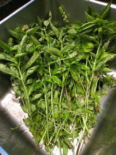 美容的菜有哪些,抗衰老去眼袋食材