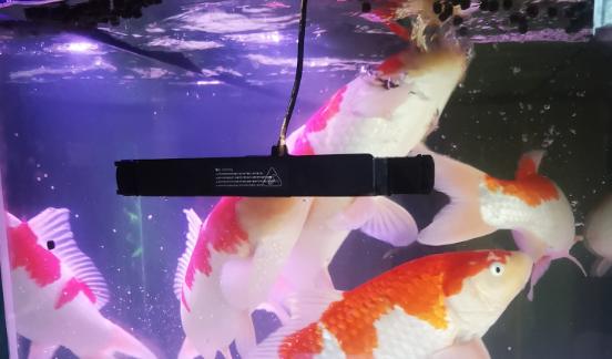 观赏鱼烂了,观赏鱼烂皮能治好吗