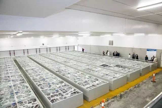 鲍鱼养殖致富经,养殖一亩鲍鱼利润