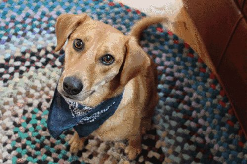 狗狗尾巴的不同姿态，分别代表不同的含义，你知道几个？