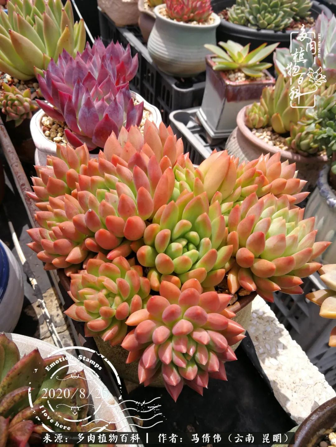 熬过了夏天的多肉,多肉熬过夏天惊艳整个秋天