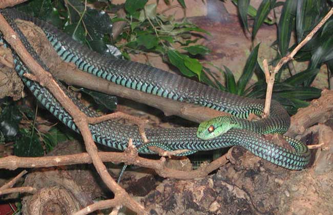 东北有毒蛇么,有毒的蛇图片有哪些