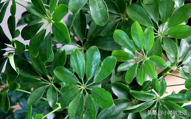 八方来财的养法,八方来财有黄叶怎么修剪