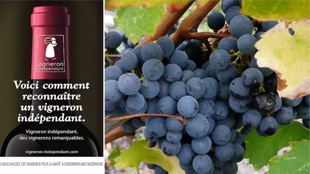 红酒标志图片大全简单,如何认识和区分红酒酒标