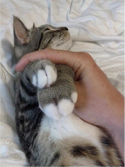 猫咪爪子被烫了怎么办,猫咪爪子被割伤怎么处理